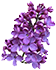 img purpleflower